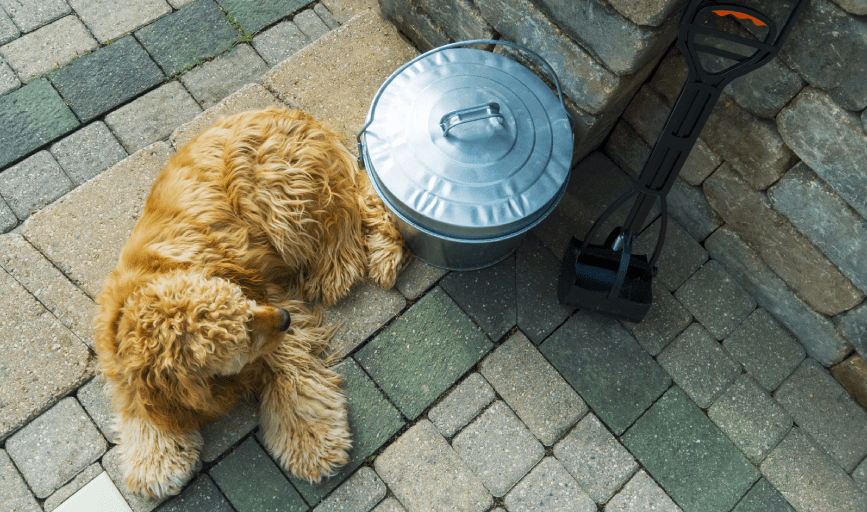 DOG POOP REMOVAL